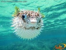 Mundo Marino en Huatulco, Bahías de Huatulco