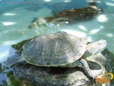 Tortuga de agua dulce