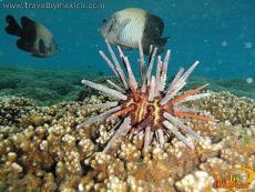 Erizo de mar en Playa La Entrega