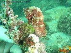 Caballito de Mar o Hipocampo