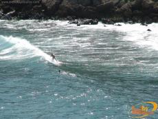 Surf en algunas zonas de la bahía que se abren directamente en el mar