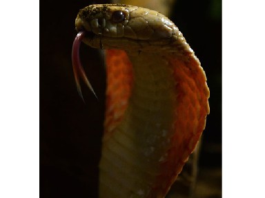 Learn and marvel in Nature Museum