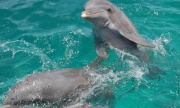 Dolphin Swim Adventure | Dolphin Swim Adventure