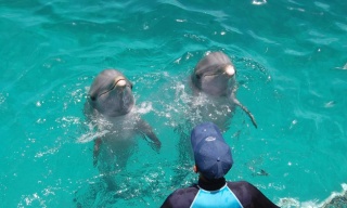 Dolphin Swim Adventure, Cancún