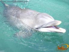 Descubre la belleza e inteligencia del delfín.