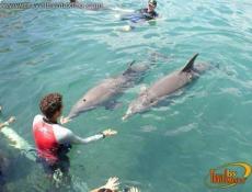 The Mayan Reef, Playa del Carmen