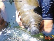 Manatí, una especie escasa y protegida en todo el mundo