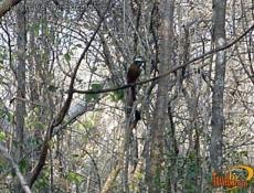 Flora y Fauna