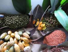 Ruta del Cacao