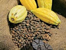 Ruta del Cacao, Villahermosa