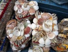 Creaciones maravillosas, Ciudad de Tampico.
