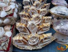 Ingenio de los artistas, Ciudad de Tampico.
