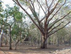Located 21 miles to the southeast of Uxmal, between Kabah and Labna
